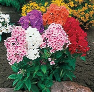 Afbeeldingsresultaten voor Tall Phlox Plants For Sale. Grootte: 188 x 185. Bron: www.homedepot.com