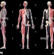 Tamaño de Resultado de imágenes de Anatomía Humana.: 183 x 185. Fuente: www.alamy.es