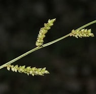 Image result for "conchoecia Hyalophyllum". Size: 189 x 185. Source: www.inaturalist.org
