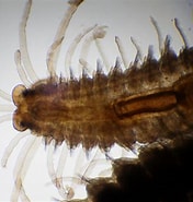 Image result for "odontosyllis Fulgurans". Size: 176 x 185. Source: www.aphotomarine.com