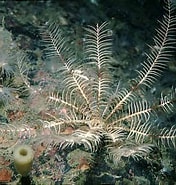 Image result for "antedon Petasus". Size: 176 x 185. Source: www.habitas.org.uk