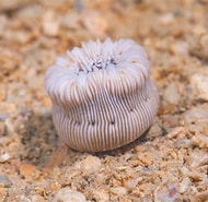 Image result for Heterocyathus Familie. Size: 190 x 185. Source: www.gbif.org