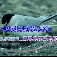 Image result for 鳥類學. Size: 185 x 185. Source: www.youtube.com