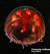 Image result for Crossota brunnea Geslacht. Size: 171 x 185. Source: alchetron.com