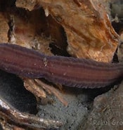 Image result for langste snoerworm. Size: 175 x 185. Source: www.diverosa.com