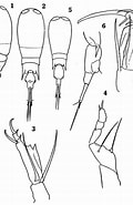 Afbeeldingsresultaten voor "corycaeus Flaccus". Grootte: 120 x 185. Bron: copepodes.obs-banyuls.fr