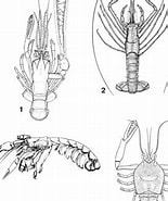 Afbeeldingsresultaten voor "thaumastocheles Zaleucus". Grootte: 155 x 185. Bron: www.researchgate.net