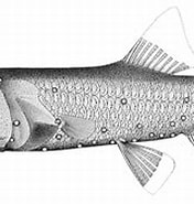 Image result for Bolinichthys photothorax. Size: 176 x 124. Source: de-academic.com