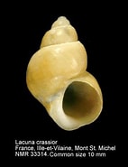 Image result for Lacuna crassior. Size: 142 x 185. Source: www.marinespecies.org
