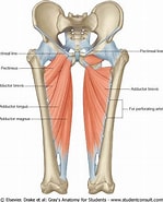 Image result for Adductor Muscles Bivalve Wikipedia. Size: 149 x 185. Source: www.custompilatesandyoga.com