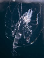Image result for "Phronima Curvipes". Size: 143 x 185. Source: www.inaturalist.org