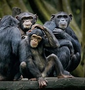 mida de Resultat d'imatges per a I Primati Esistono ancora.: 174 x 185. Font: www.tuttogreen.it