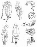 Image result for Amallothrix valida Stam. Size: 148 x 185. Source: copepodes.obs-banyuls.fr