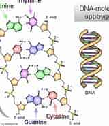 Image result for DNA Molekylvægt. Size: 160 x 185. Source: www.youtube.com