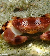 Image result for Xanthias. Size: 166 x 185. Source: www.underwaterkwaj.com