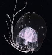 Afbeeldingsresultaten voor Mega violacea Orden. Grootte: 176 x 185. Bron: www.marinespecies.org