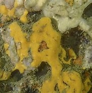 Image result for "pseudosuberites Sulphureus". Size: 183 x 150. Source: litoraldegranada.ugr.es