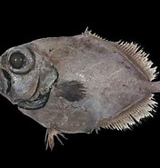 Image result for "allocyttus Verrucosus". Size: 176 x 185. Source: www.worldlifeexpectancy.com