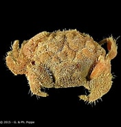 Afbeeldingsresultaten voor "actumnus Dorsipes". Grootte: 176 x 185. Bron: www.crustaceology.com