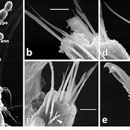 Afbeeldingsresultaten voor Parougia caeca. Grootte: 185 x 185. Bron: www.researchgate.net