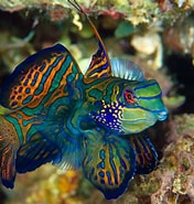 Image result for Fish. Size: 176 x 185. Source: hakaimagazine.com