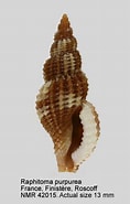 Image result for Raphitoma purpurea Domain. Size: 118 x 185. Source: www.nmr-pics.nl