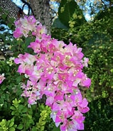 Image result for "bougainvillea Platygaster". Size: 159 x 185. Source: jmclandscapingfl.com