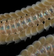 Afbeeldingsresultaten voor Phyllodoce lineata. Grootte: 178 x 185. Bron: www.aphotomarine.com