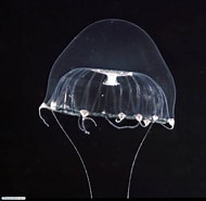 Image result for Proboscidactylidae. Size: 190 x 185. Source: www.fishbiosystem.ru