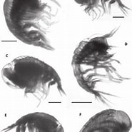 Afbeeldingsresultaten voor "parascelus Edwardsi". Grootte: 185 x 185. Bron: www.researchgate.net