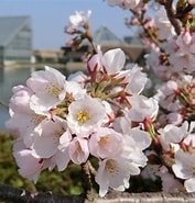 Image result for しずかの桜. Size: 177 x 185. Source: gomatama55.cocolog-nifty.com