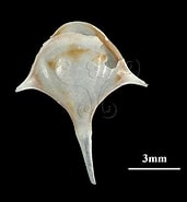 Image result for "diacria trispinosa Atlantica". Size: 171 x 185. Source: digimuse.nmns.edu.tw