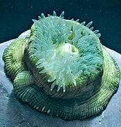 Image result for Actiniidae. Size: 176 x 185. Source: www.monaconatureencyclopedia.com