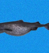 Image result for "scymnodon Squamulosus". Size: 172 x 185. Source: biogeodb.stri.si.edu
