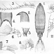 Afbeeldingsresultaten voor Aetideus divergens Orde. Grootte: 185 x 185. Bron: copepodes.obs-banyuls.fr