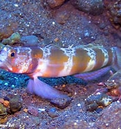 Image result for Alpheus digitalis. Size: 174 x 185. Source: www.underwaterkwaj.com