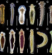 Image result for Spionidae Stam. Size: 175 x 185. Source: zookeys.pensoft.net