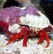 Image result for "paguristes Cadenati". Size: 182 x 168. Source: www.fishkeeper.co.uk