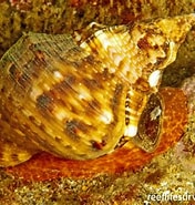 Image result for "charonia Lampas". Size: 176 x 185. Source: reeflifesurvey.com