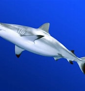 Afbeeldingsresultaten voor "carcharhinus Amblyrhynchoides". Grootte: 174 x 185. Bron: www.pinterest.com