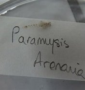 Image result for "paramysis Arenosa". Size: 176 x 185. Source: www.galerie-insecte.org