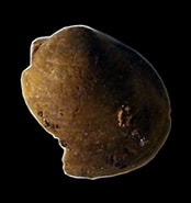 Afbeeldingsresultaten voor Arcida stam. Grootte: 174 x 176. Bron: www.cretaceousatlas.org