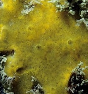 Image result for "pseudosuberites Sulphureus". Size: 174 x 185. Source: www.marinespecies.org