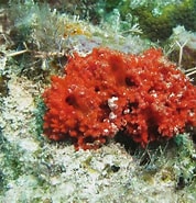 Image result for Clathria Microciona Ascendens Stam. Size: 178 x 185. Source: spongeguide.uncw.edu