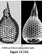 Image result for "anthocyrtidium Zanguebaricum". Size: 140 x 164. Source: www.uv.es