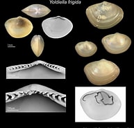 Image result for Yoldiella. Size: 193 x 185. Source: naturalhistory.museumwales.ac.uk