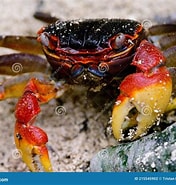 Image result for "neosarmatium Meinerti". Size: 176 x 185. Source: www.dreamstime.com