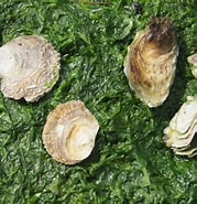 Afbeeldingsresultaten voor Japanse oester Bewerkingen. Grootte: 179 x 185. Bron: www.vleet.be