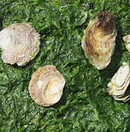 Image result for Japanse oester Klasse. Size: 182 x 185. Source: www.vleet.be