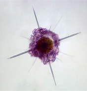 Image result for "acanthochiasma Rubescens". Size: 176 x 185. Source: www.centraldatacore.com